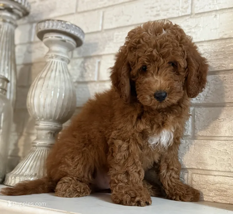 F1b Micro Mini Male 2 – Goldendoodle, Miniature Goldendoodle puppy for sale in Denton, TX