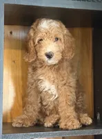 Mini Male 1 Dallas, a male Goldendoodle and Miniature Goldendoodle for sale in Denton, TX – 3 of 7