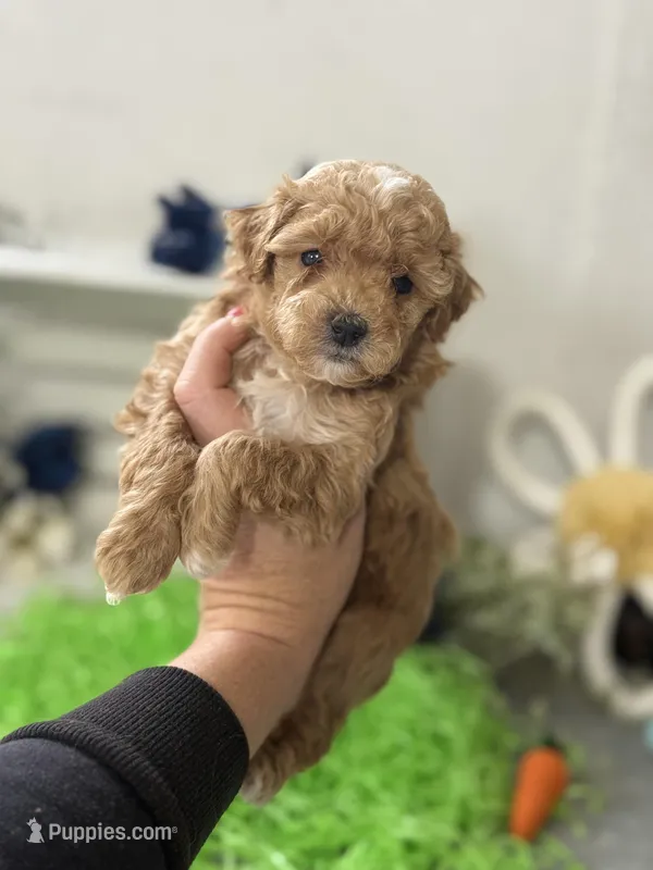 F1b Toy Female 5 Suzie Q , a female Goldendoodle for sale in Denton, TX – Photo 1 of 6