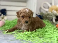 F1b Toy Female 5 Suzie Q , a female Goldendoodle for sale in Denton, TX – Photo 3 of 6