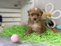 F1b Toy Female 5 Suzie Q , a female Goldendoodle for sale in Denton, TX – Photo 4 of 6