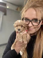 F1b Toy Female 5 Suzie Q , a female Goldendoodle for sale in Denton, TX – Photo 6 of 6