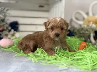 F1b Toy Female 5 Suzie Q , a female Goldendoodle for sale in Denton, TX – Photo 2 of 6