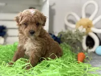 F1b Toy Female 5 Suzie Q , a female Goldendoodle for sale in Denton, TX – Photo 5 of 6