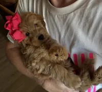 Mini Female 2 Rose, a female Goldendoodle and Miniature Goldendoodle for sale in Denton, TX – 5 of 7