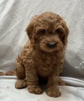 Mini Male 3 Rice Crispie, a male Goldendoodle and Miniature Goldendoodle for sale in Denton, TX – 2 of 4
