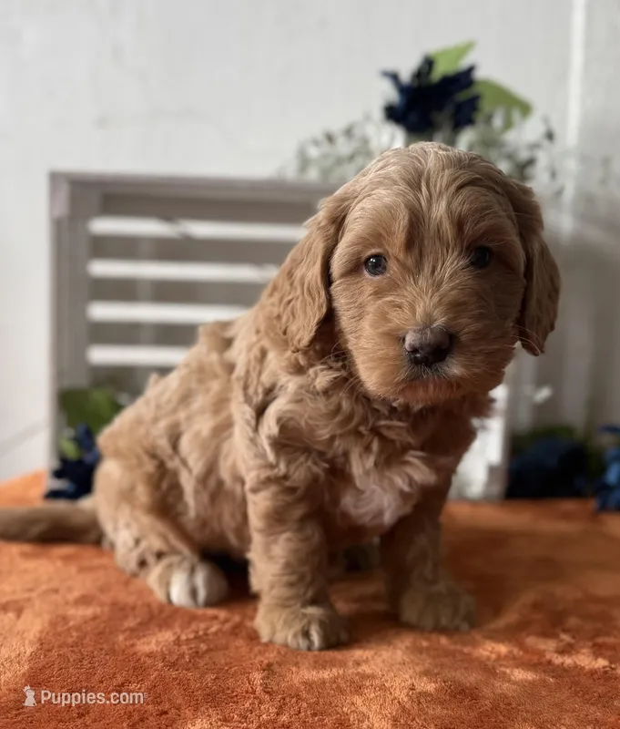 Mini Male 2 Gus, a male Goldendoodle for sale in Denton, TX – Photo 1 of 9