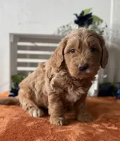 Mini Male 2 Gus, a male Goldendoodle for sale in Denton, TX – Photo 1 of 9