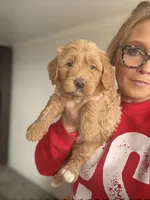 Mini Male 2 Gus, a male Goldendoodle for sale in Denton, TX – Photo 9 of 9