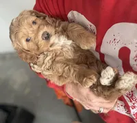 Mini Male 2 Gus, a male Goldendoodle for sale in Denton, TX – Photo 7 of 9