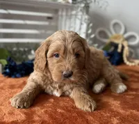 Mini Male 2 Gus, a male Goldendoodle for sale in Denton, TX – Photo 5 of 9