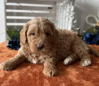Mini Male 2 Gus, a male Goldendoodle for sale in Denton, TX – Photo 4 of 9