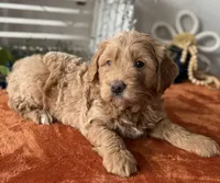 Mini Male 2 Gus, a male Goldendoodle for sale in Denton, TX – Photo 6 of 9