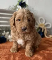 Mini Male 2 Gus, a male Goldendoodle for sale in Denton, TX – Photo 3 of 9