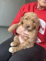 Mini Male 2 Gus, a male Goldendoodle for sale in Denton, TX – Photo 8 of 9