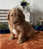 Mini Male 2 Gus, a male Goldendoodle for sale in Denton, TX – Photo 2 of 9