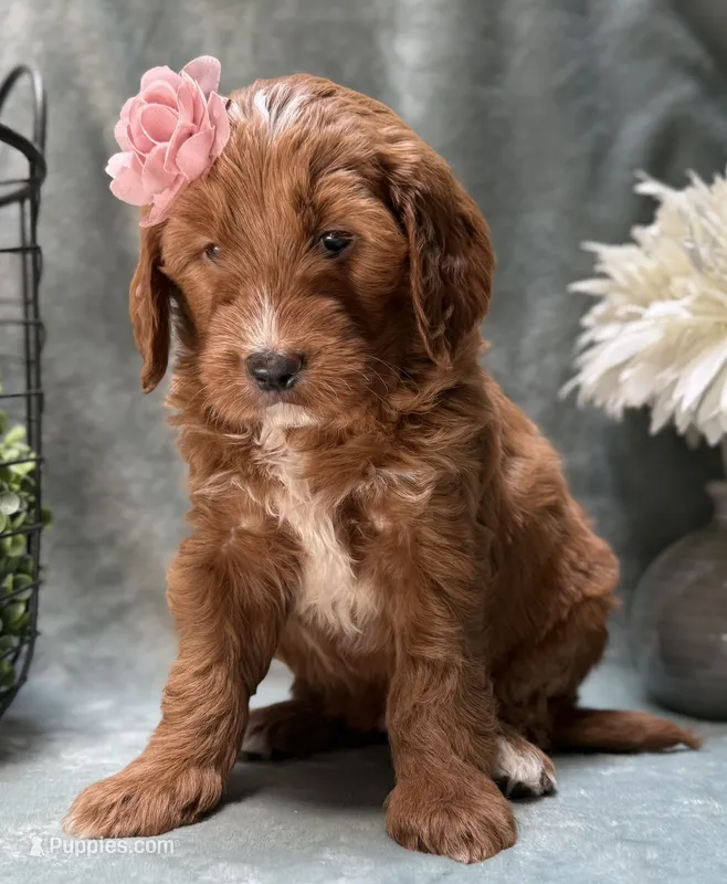 Mini Female 4- Lil – Miniature Goldendoodle puppy for sale in Denton, TX