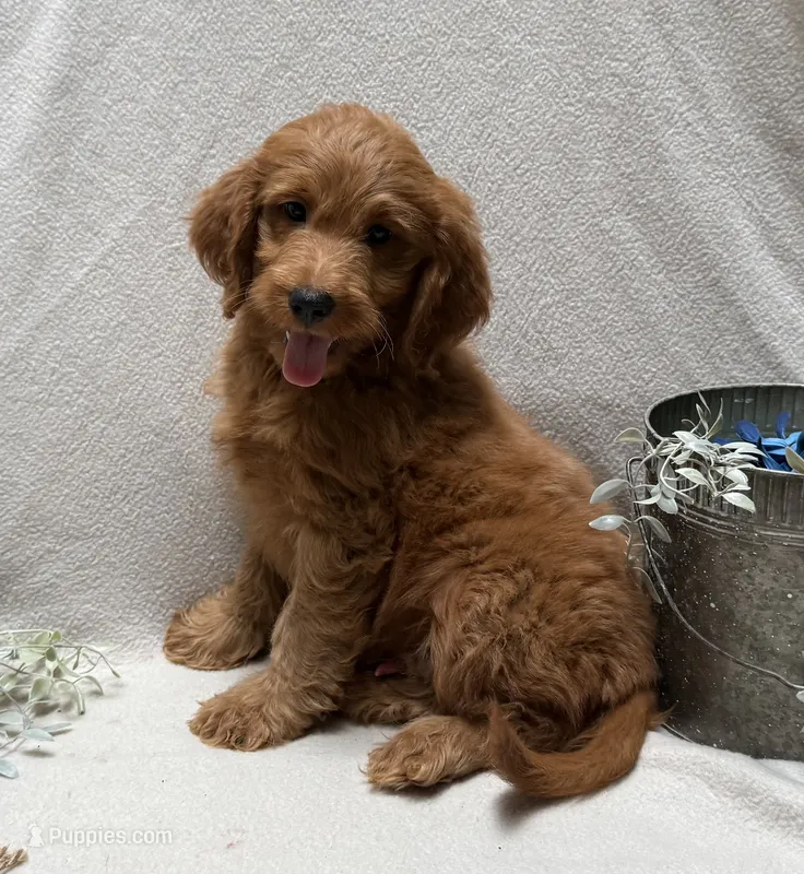 F1b Micro Mini Male 4 – Goldendoodle, Miniature Goldendoodle puppy for sale in Denton, TX