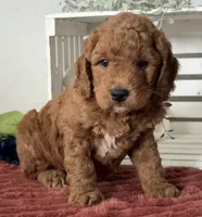 Mini Male 1- Levi, a male Miniature Goldendoodle for sale in Denton, TX – 2 of 5