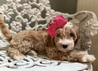 Mini Female 1 Georgia, a female Goldendoodle and Miniature Goldendoodle for sale in Denton, TX – 2 of 6