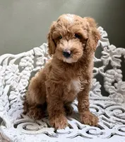 Mini Male 2 Dallas, a male Goldendoodle and Miniature Goldendoodle for sale in Denton, TX – 4 of 6
