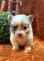 Female 2- Blue Eyed Gwen, a female Pembroke Welsh Corgi for sale in Denton, TX – 4 of 7