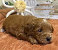 Mini Female 3- Riz, a female Miniature Goldendoodle for sale in Denton, TX – 6 of 6