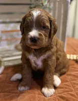 Mini Female 5- Barbara Jean, a female Miniature Goldendoodle for sale in Denton, TX – 7 of 7