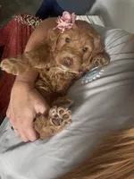 Mini Female 2- Cocoa, a female Miniature Goldendoodle for sale in Denton, TX – 3 of 5