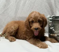 F1b Micro Mini Male 4, a male Goldendoodle and Miniature Goldendoodle for sale in Denton, TX – 3 of 5