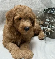 Mini Male 2 Levi, a male Goldendoodle and Miniature Goldendoodle for sale in Denton, TX – 2 of 5
