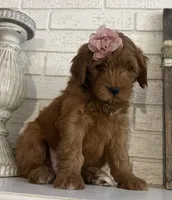 Mini Female 1- Roxanne, a female Goldendoodle for sale in Denton, TX – 5 of 7