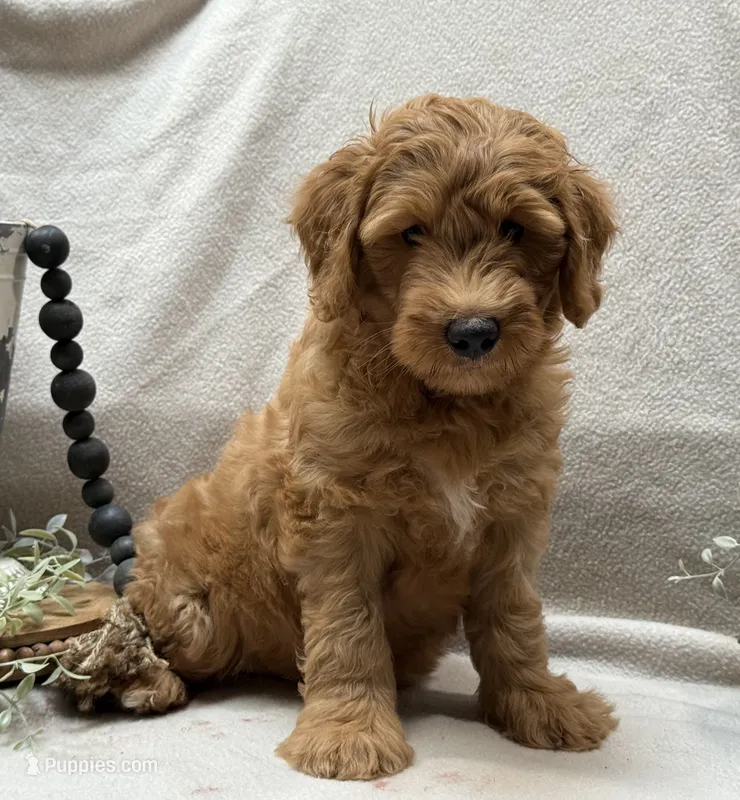 Mini Male 2 Levi – Goldendoodle, Miniature Goldendoodle puppy for sale in Denton, TX