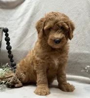 Mini Male 2 Levi, a male Goldendoodle and Miniature Goldendoodle for sale in Denton, TX – 1 of 5