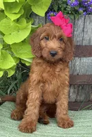 Mini Female 4- Sandy, a female Irish Doodle for sale in Denton, TX – 3 of 4