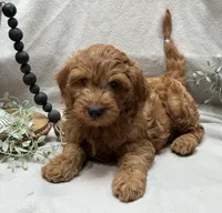Mini Male 3 Rice Crispie, a male Goldendoodle and Miniature Goldendoodle for sale in Denton, TX – 4 of 4