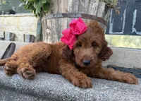 Mini Female 2- Roxy, a female Irish Doodle for sale in Denton, TX – 1 of 4