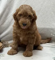 Mini Male 4 ChooChoo, a male Goldendoodle and Miniature Goldendoodle for sale in Denton, TX – 2 of 6