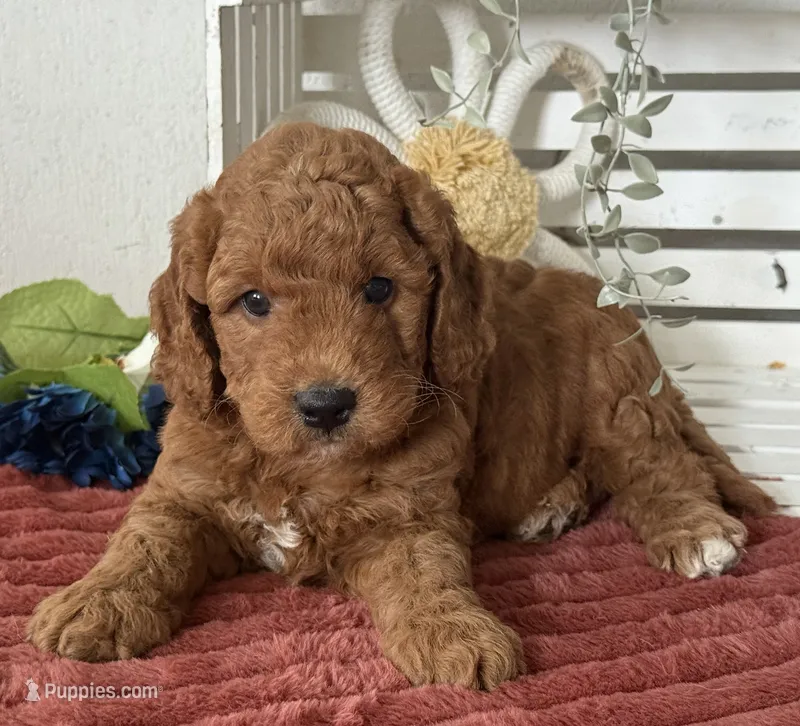 Mini Male 1- Levi – Goldendoodle puppy for sale in Denton, TX