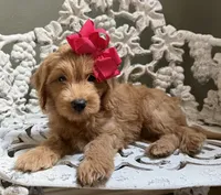 Mini Female 2 Rose, a female Goldendoodle and Miniature Goldendoodle for sale in Denton, TX – 7 of 7