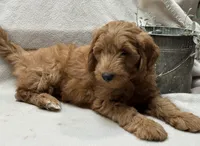 Mini Male 4 ChooChoo, a male Goldendoodle and Miniature Goldendoodle for sale in Denton, TX – 6 of 6