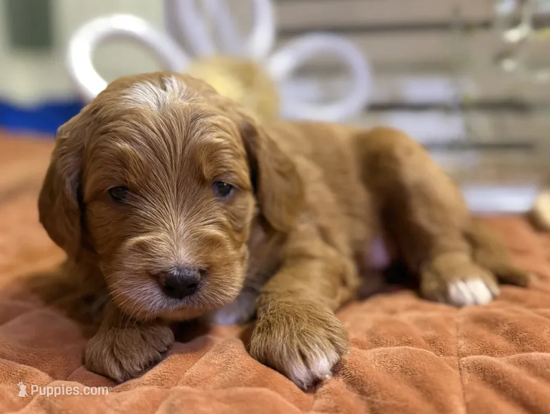 Mini Female 2- Gigi – Miniature Goldendoodle puppy for sale in Denton, TX