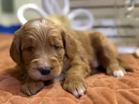 Mini Female 2- Gigi, a female Miniature Goldendoodle for sale in Denton, TX – 1 of 6