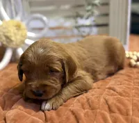 Mini Female 6- Birtha, a female Miniature Goldendoodle for sale in Denton, TX – 4 of 7