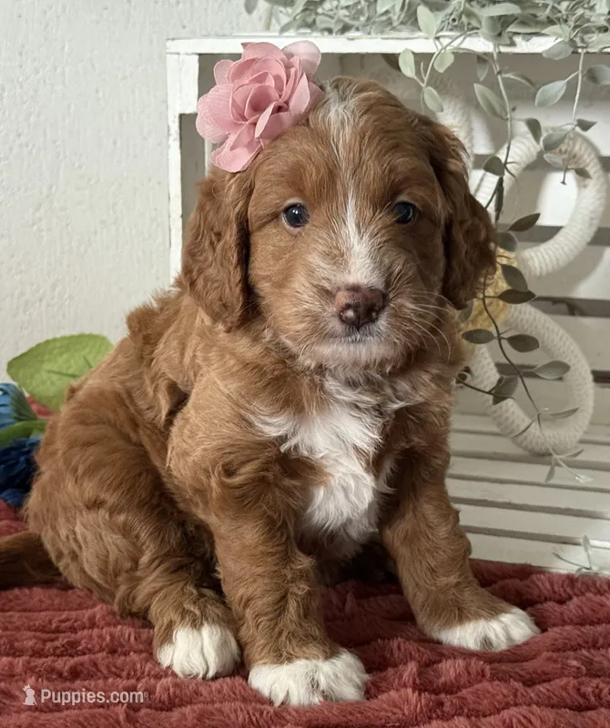 Mini Female 3- Queenie – Miniature Goldendoodle puppy for sale in Denton, TX