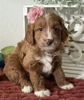 Mini Female 3- Queenie, a female Miniature Goldendoodle for sale in Denton, TX – 1 of 5