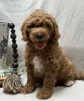 Mini Male 1 Rex, a male Goldendoodle and Miniature Goldendoodle for sale in Denton, TX – 2 of 5