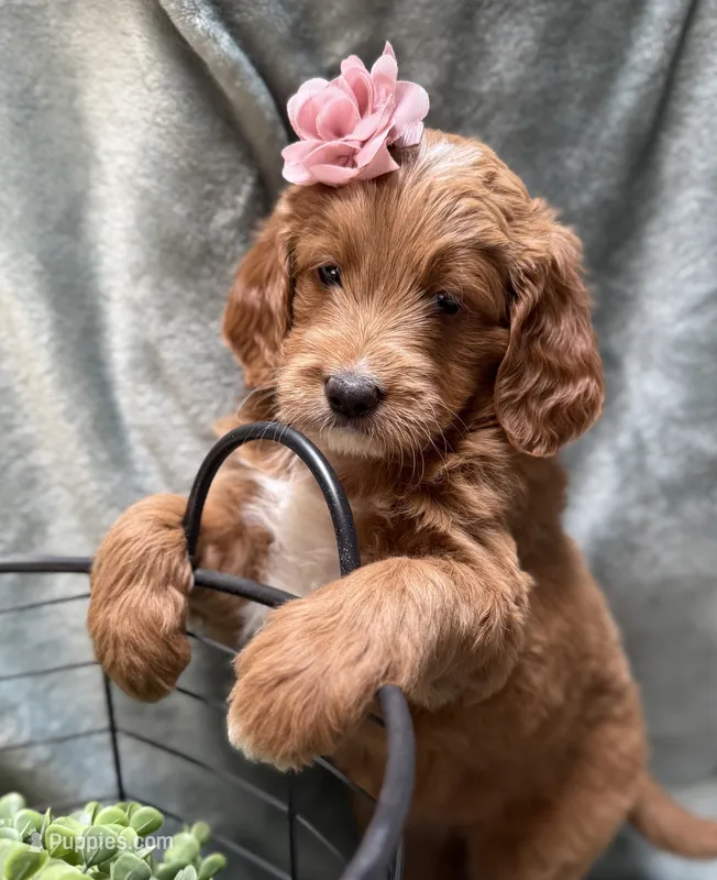 Mini Female 2- Gigi – Goldendoodle puppy for sale in Denton, TX
