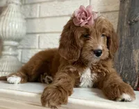 Mini Female 2- Gigi, a female Goldendoodle for sale in Denton, TX – 3 of 6