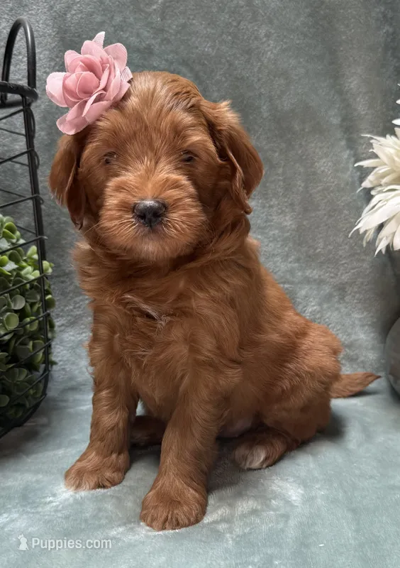 Mini Female 1- Roxanne – Goldendoodle puppy for sale in Denton, TX